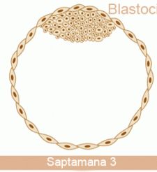 A 3-a saptamana de sarcina - A 3-a saptamana de sarcina A 3-a saptamana de sarcina
